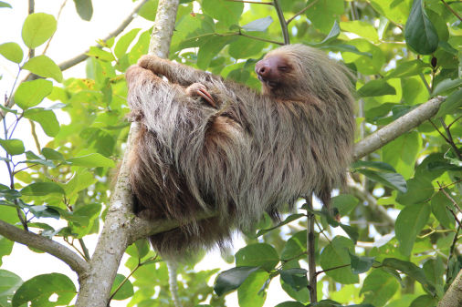 picture of sloth in a tree taken by biology students