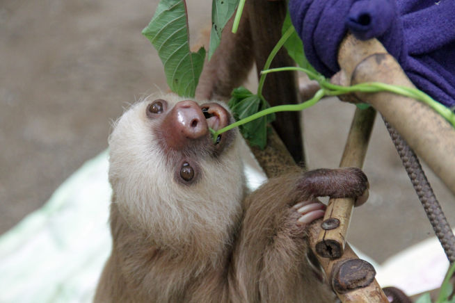 young sanctuary sloth in Costa Rica being fed by students