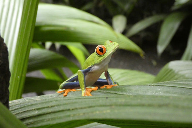 tree frog in Costa Rica during student rainforest hike